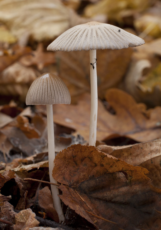 Coprinellus impatiens